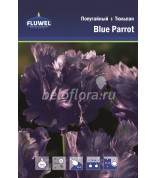 Тюльпан Blue Parrot 11/12 /7