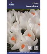 Крокус Jeanne d'Arc 8/9 крупноцв. /10