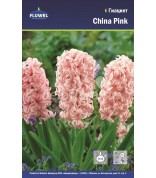 Гиацинт China Pink 15/16 /5