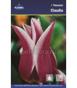 Тюльпан Claudia 11/12 /7