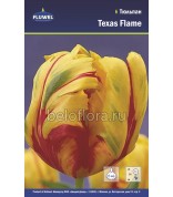 Тюльпан Texas Flame 11/12 /7