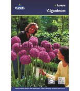 Аллиум (лук) Giganteum 18/20 /1