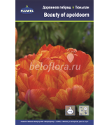 Тюльпан beauty of apeldorn 11/12 /8