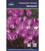 Колхикум Безвременник Speciosum осенний 13/+ /1